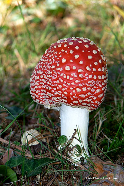 Amanita Muscaria by Lois Elaine Heckman