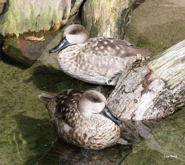 Ducks by Lisa Shea