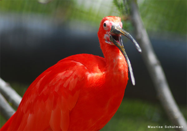 Opened Mouthed Ibis by Maury Schulman